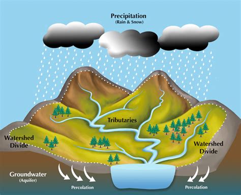 What is a watershed - Water, Water Everywhere A watershed is an area of land that channels rainfall, snowmelt, and runoff into a common body of water. The term “watershed” is often used interchangeably with “drainage basin,” which may make the concept easier to visualize. The easiest way to envision a watershed is to think of a bowl. 